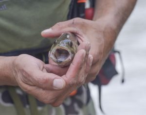 Return of walleye, smallmouth bass a good sign for Cheat waters